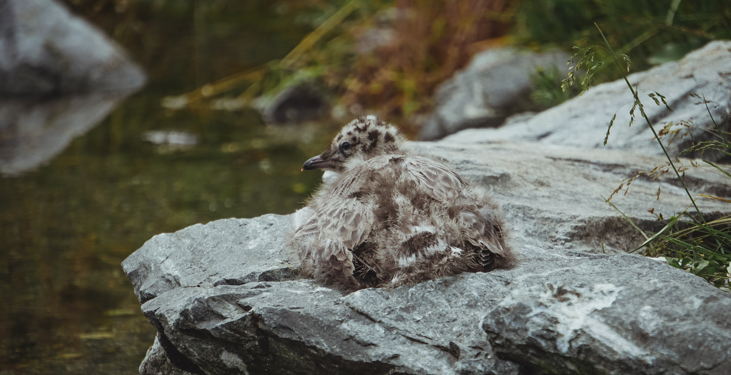 O małych i mniejszych