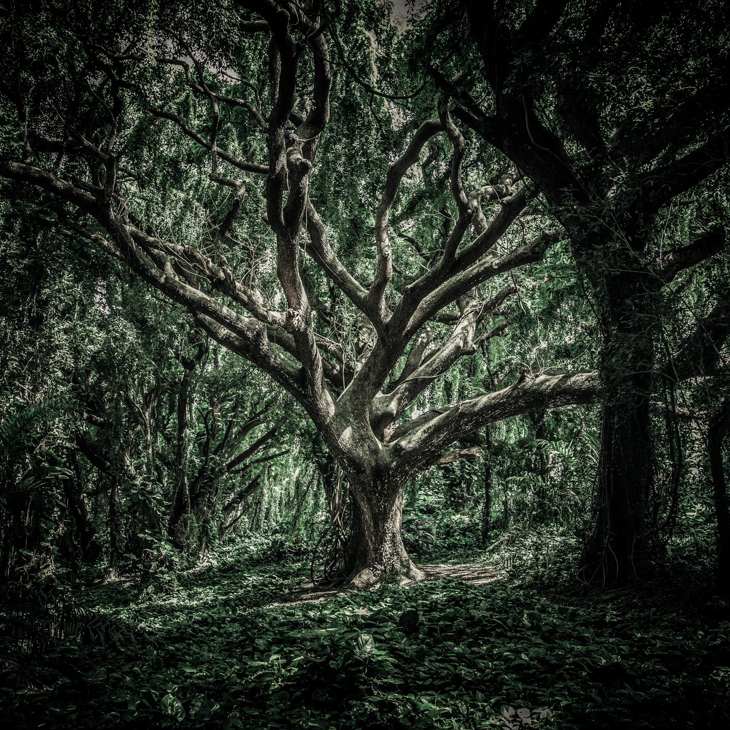Topielisko – historia drzewa